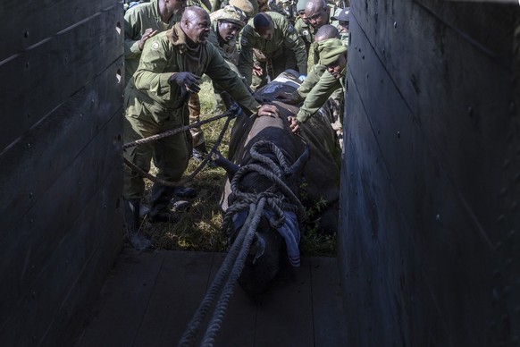 Kenya Wildlife Services veterinarians rangers prepare to load a sedated female black Rhinoceros that has been selected for translocation to the Segera Rhino Sanctuary from the Lake Nakuru National Par ...