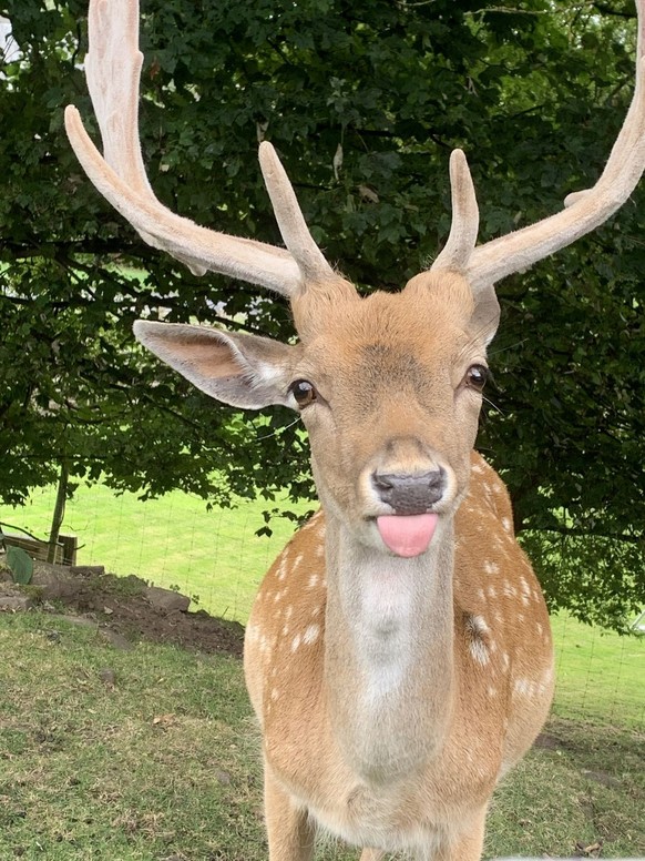 cute news tier hirsch

https://ch.pinterest.com/pin/1121888957196677550/