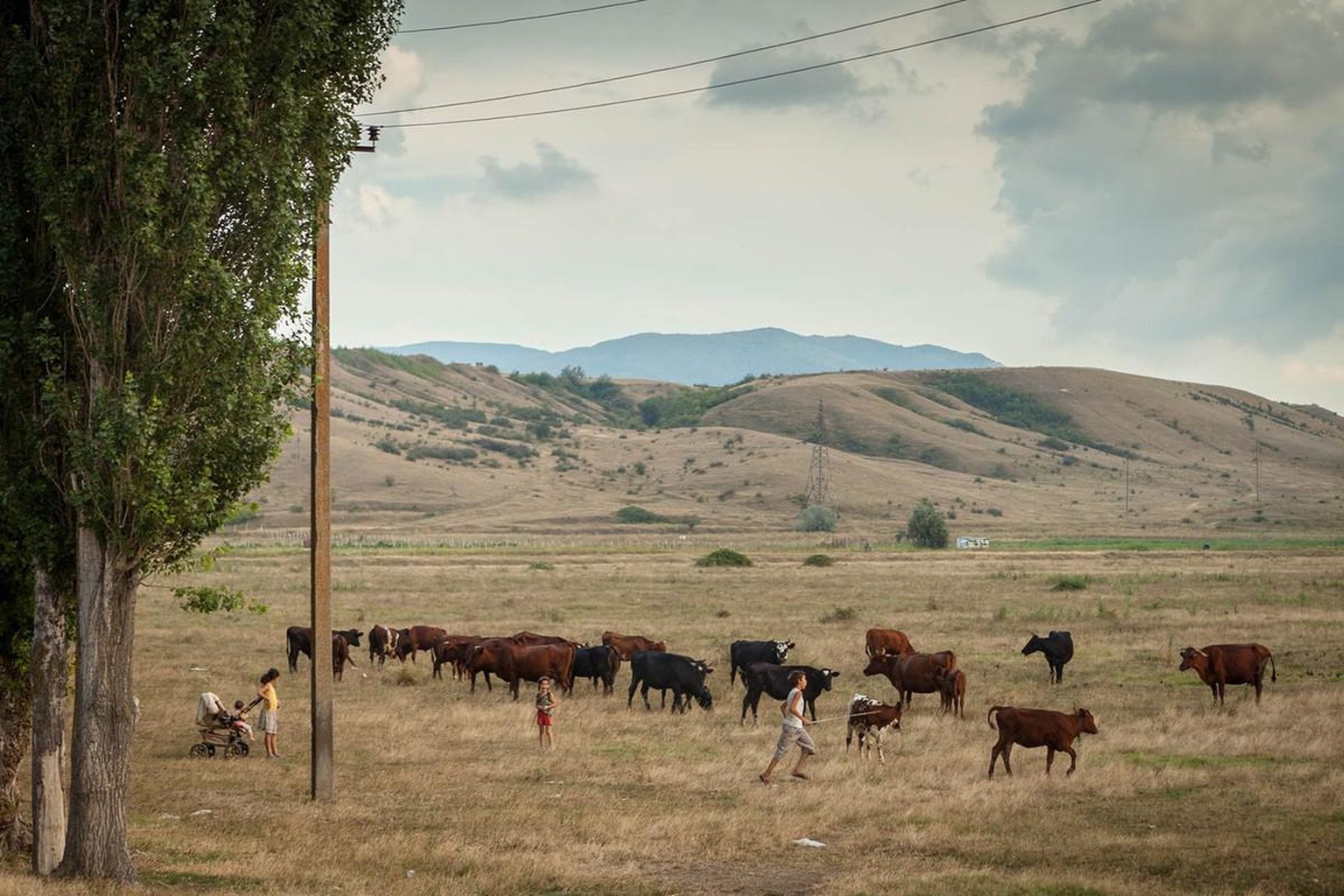 Il ne reste aujourd’hui plus grand-chose de l’ancienne colonie suisse. Le «champ doré» sert avant tout de pâturage pour les vaches des quelques personnes qui vivent encore ici.