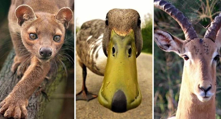 27 superbes animaux qui adouciront votre lundi