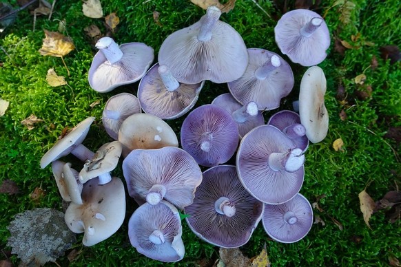 Comme tous les champignons, on évite d'en consommer plus de 200 à 300 grammes par semaine.