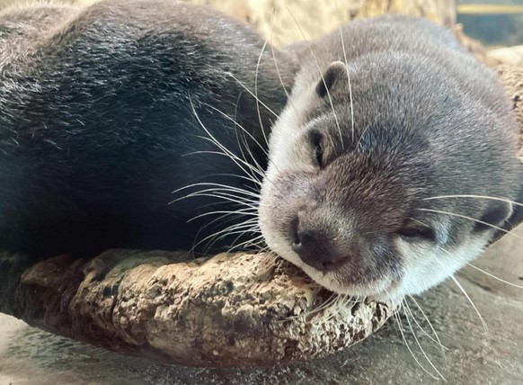 cute news animal tier otter

https://www.reddit.com/r/Otters/comments/snzxo4/its_hard_work_being_an_otter/