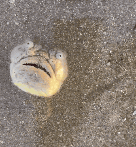 GIF animé