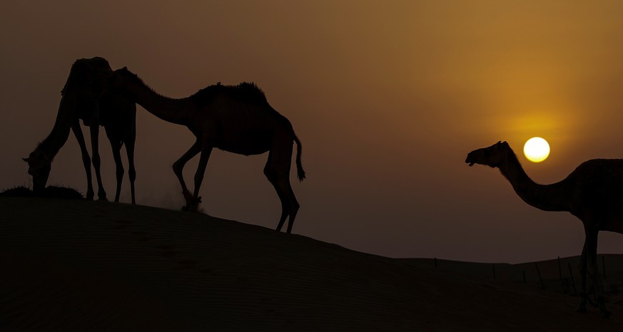 epa10069448 Camels graze during sunset and before the rising of the Supermoon called the &#039;Buck Moon&#039; outside the Gulf emirate of Dubai, United Arab Emirates, 13 July 2022. The next Supermoon ...