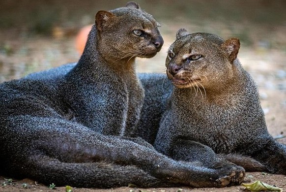 cute news tier jaguarundi

https://www.reddit.com/r/AIDKE/comments/1juyjez/jaguarundi_herpailurus_yagouaroundi_closest/