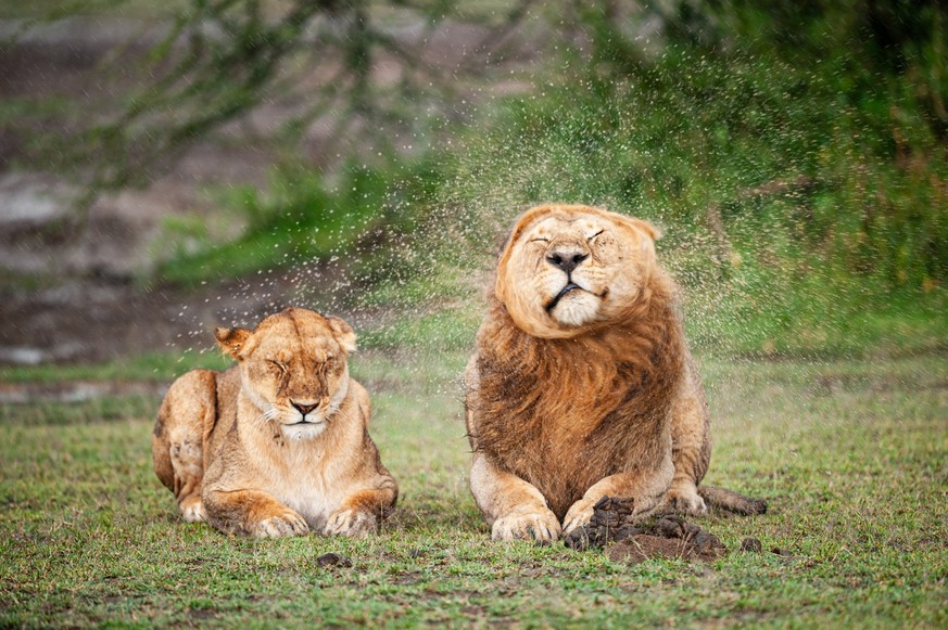 Deux lions amoureux dans le parc national du Serengeti en Tanzanie.