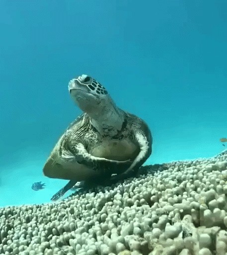 GIF animé