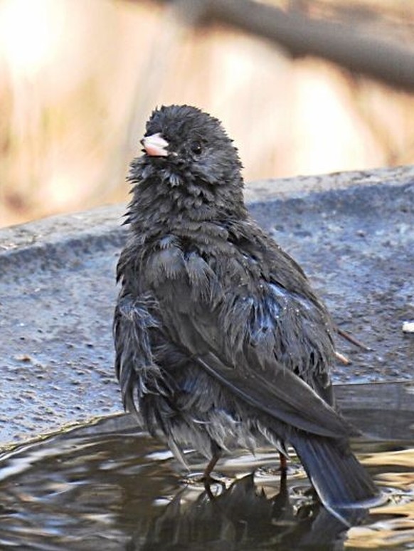 cute news tier vogel

https://www.boredpanda.com/funny-wet-pets-before-after-bath-dogs-cats/