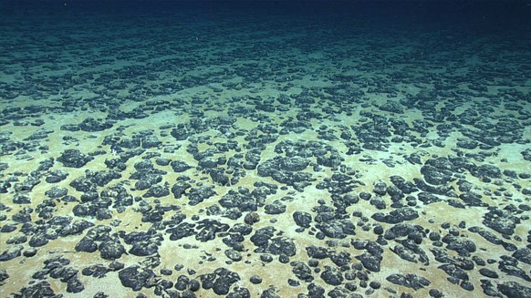 Most of the seafloor explored during Dive 07 of the 2019 Southeastern U.S. Deep-sea Exploration was covered with these manganese nodules, the subject of the Deep Sea Ventures pilot test nearly five de ...