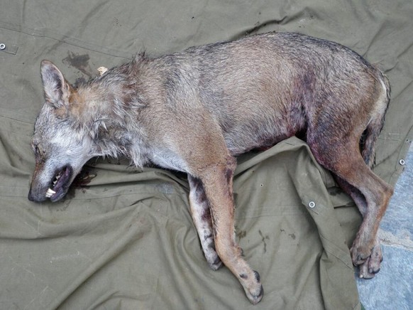 Ce loup a �t� abattu l�galement par des gardes-chasse en 2009 dans le Val d&#039;Illiez (archives).