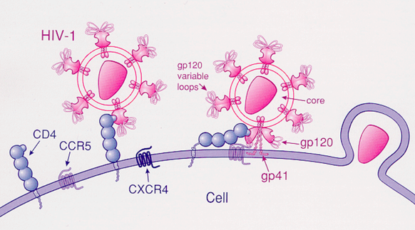 Si le récepteur CCR5 est présent sur une cellule, le VIH peut y pénétrer.