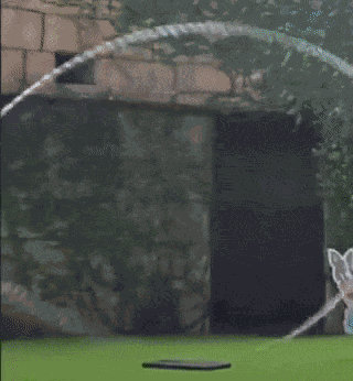 GIF animé