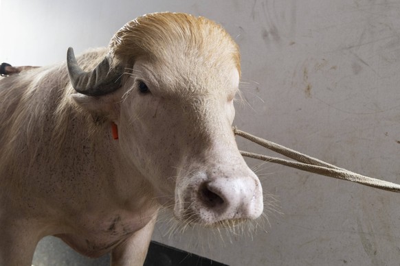 Crowds gather to see albino buffalo nicknamed Donald Trump ahead of Eid al-Adha in Bangladesh NARAYANGANJ, BANGLADESH - MAY 23: An albino buffalo nicknamed Donald Trump is seen at a cattle farm ahead  ...