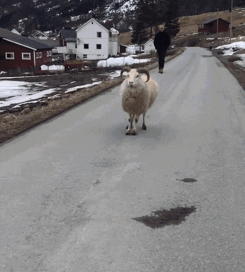 GIF animé