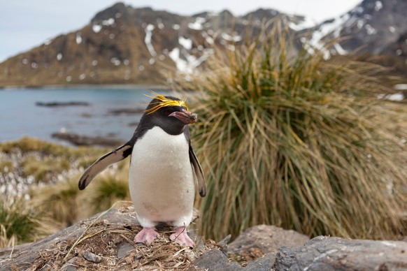 Macaroni-Pinguin / Goldschopfpinguinen (Eudyptes chrysolophus)