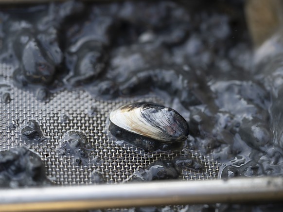 La moule quagga, esp�ce invasive, est d�j� pr�sente dans de nombreux lacs suisses (archives).