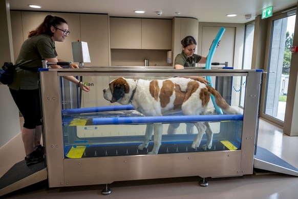 A Saint Bernard dog has exercise in a pool during a press visit ahead of the inauguration of the Barryland museum and parc in Martigny, in the Swiss Alps, on June 26, 2025. The Barry Foundation is ope ...