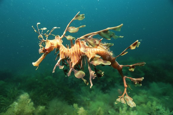 Leafy seadragon male {Phycodurus eques} Australia PUBLICATIONxINxGERxSUIxAUTxONLY 1067933 PETERxSCOONES

leafy Male Australia PUBLICATIONxINxGERxSUIxAUTxONLY 1067933 PETERxSCOONES
