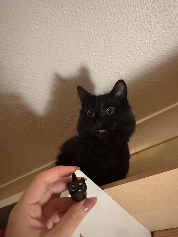 cute news tier katze

https://www.reddit.com/r/VoidCats/comments/1pid7lf/atlas/