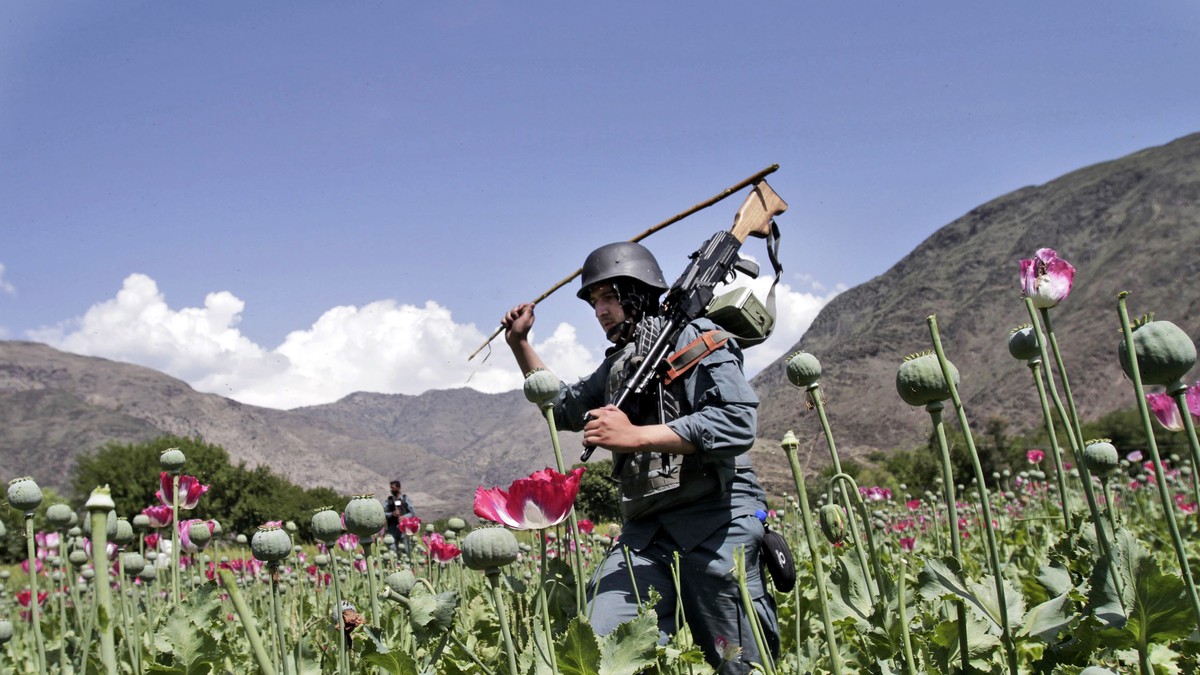 La culture du pavot à opium repart à la hausse en Afghanistan