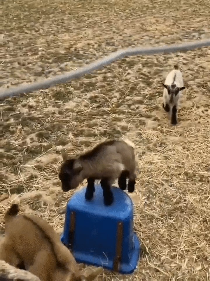 GIF animé