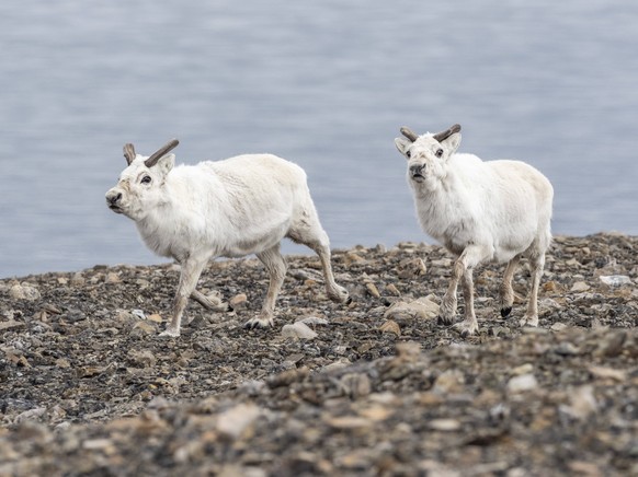 Svalbard reindeer Rangifer tarandus platyrhynchus running on the beach in Mushamna, Svalbard, Norway, Europe PUBLICATIONxINxGERxSUIxAUTxONLY Copyright: MichaelxNolan 1112-6837