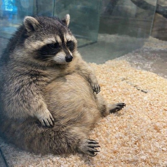 cute news tier waschbär

https://ch.pinterest.com/pin/1121888957218069231/