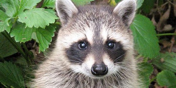 cute news animal tier waschbär

https://imgur.com/t/animal/lT50F8p