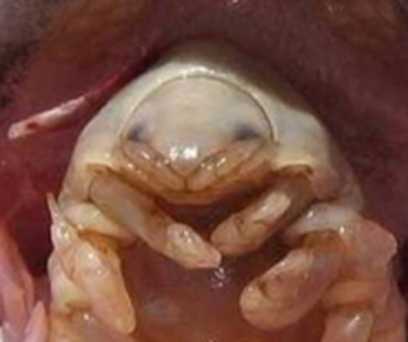 creepy nature