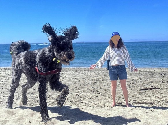 Optische Täuschung: Riesiger Hund