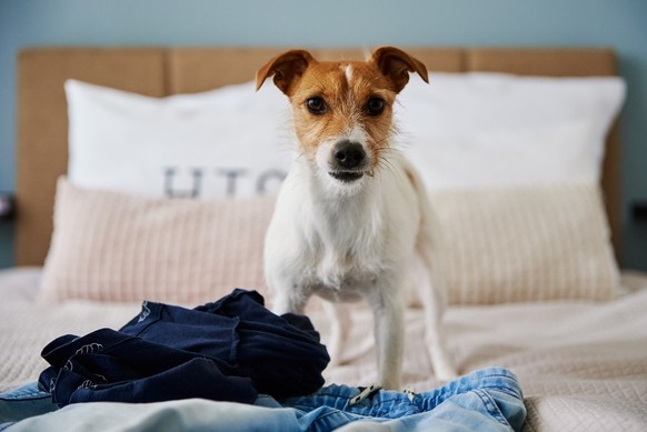 hund bett unterhosen jack russell