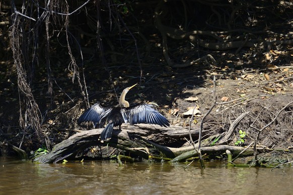 Amerikanischer Schlangenhalsvogel Anhinga anhinga mit zum Trocknen gespreizten Flügeln, Pantanal, Mato Grosso, Brasilien, Südamerika *** American darter Anhinga anhinga with wings spread to dry, Panta ...