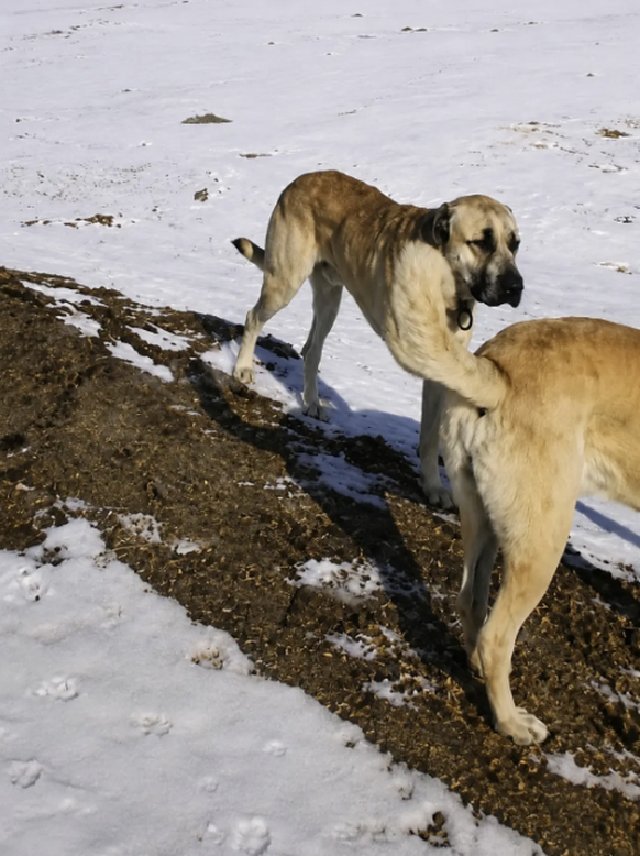 Lustige Fails: Optische Täuschung Hund