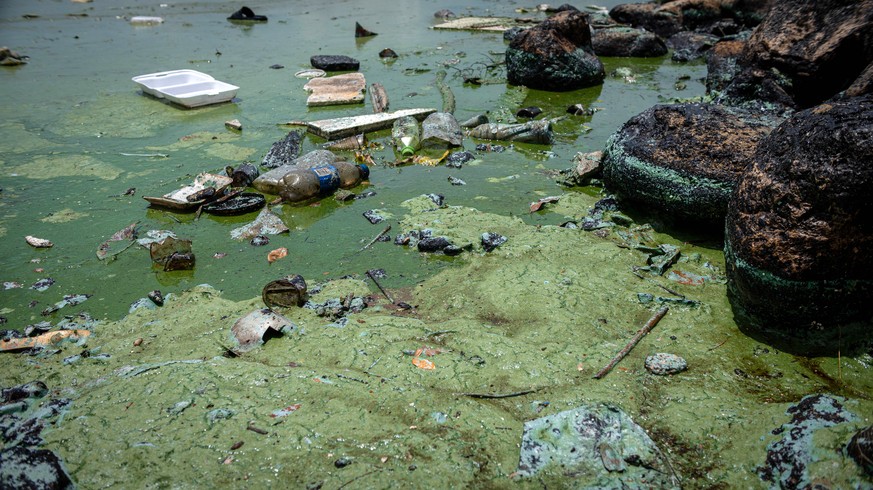 Les rives du lac Maracaibo sont vertes, car l'accumulation de pétrole, produit de nombreux déversements, et la prolifération d'une bactérie solide dans la zone ont créé un marécage, dont la putréfacti ...