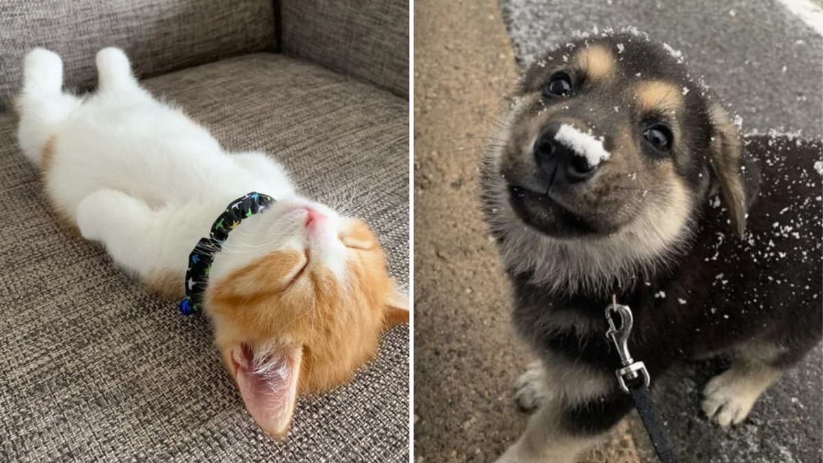 cute-news-31-photos-et-gifs-d-animaux-dr-les-et-mignons