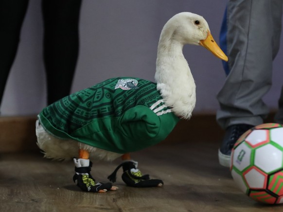 Canard-mascotte du Mexique, Merlin a été reçu lundi par la présidente mexicaine