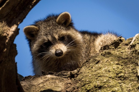 cute news tier waschbär

https://www.reddit.com/r/Raccoons/comments/12r3ido/a_young_friend_in_a_tree/