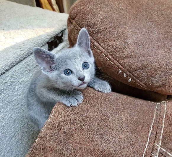 cute news animal tier katze cat

https://www.reddit.com/r/cats/comments/xpmjw7/one_eye_of_my_russian_blue_kitten_is_slightly/