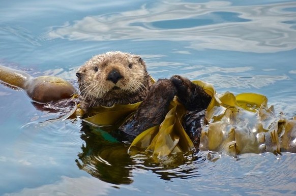 cute news tier seeotter

https://in.pinterest.com/pin/328622104065240869/