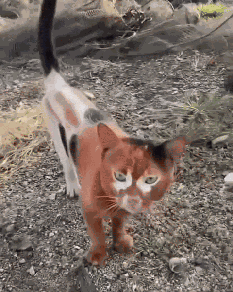 GIF animé