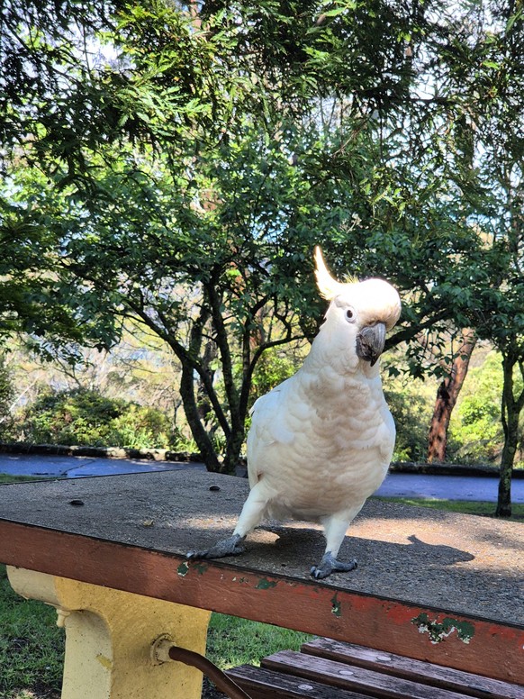 corinas bilder australien cute news