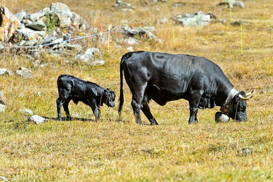 Des vaches laitières suisses atteintes d'une maladie mystérieuse