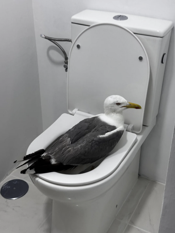 Lustige Fails: Möwe auf dem WC