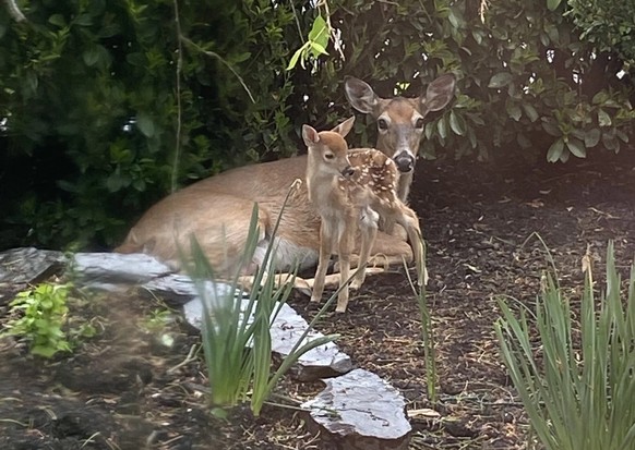cute news animal tier reh

https://www.reddit.com/r/AnimalsBeingMoms/comments/ursm29/spotted_in_my_front_yard/