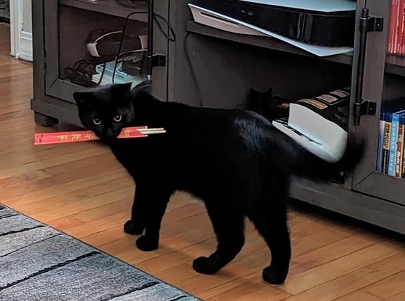 cute news tier katze

https://www.reddit.com/r/aww/comments/125pc59/chopstick_thief_caught_in_the_act/