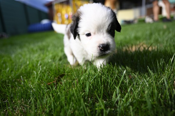 epa10146886 One of seven one month old puppies Sant-Bernard plays in the grass at the Barry Foundation's kennel, in Martigny, Switzerland, 30 August 2022. The Saint Bernard dog "Edene du Gra ...