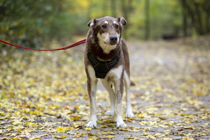 Les chiens en automne. © FOUR PAWS | Hristo Vladev