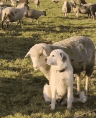GIF animé