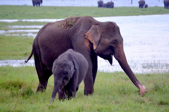 cute news animal tier elefant

https://www.reddit.com/r/Elephants/comments/yk0822/young_elephant_mom_with_her_baby_elephant/