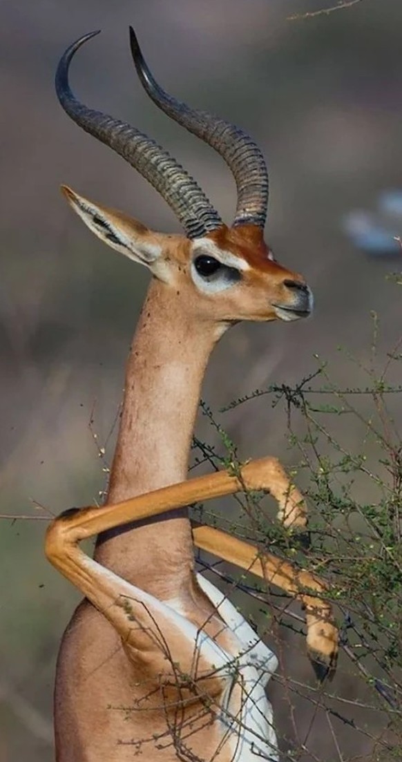 cute news tier gerenknu giraffengazelle

https://www.reddit.com/r/Awwducational/comments/12j9w29/gerenuks_are_longnecked_antelopes_with_small/